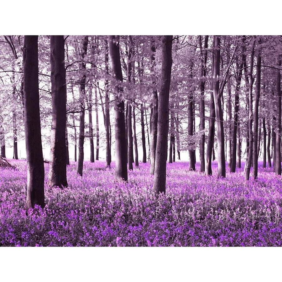 Bluebells covering forest floor Poster Print - Assaf Frank-VARPDXAF20110424063C01 Image 1