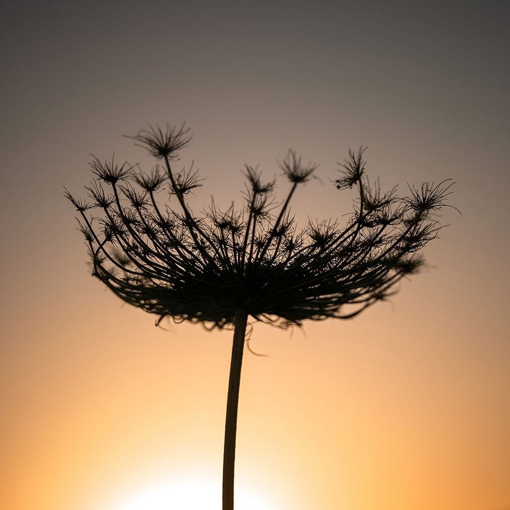 Sillouette of a bishops weed by Assaf Frank-VARPDXAF20101227001C13 Image 1