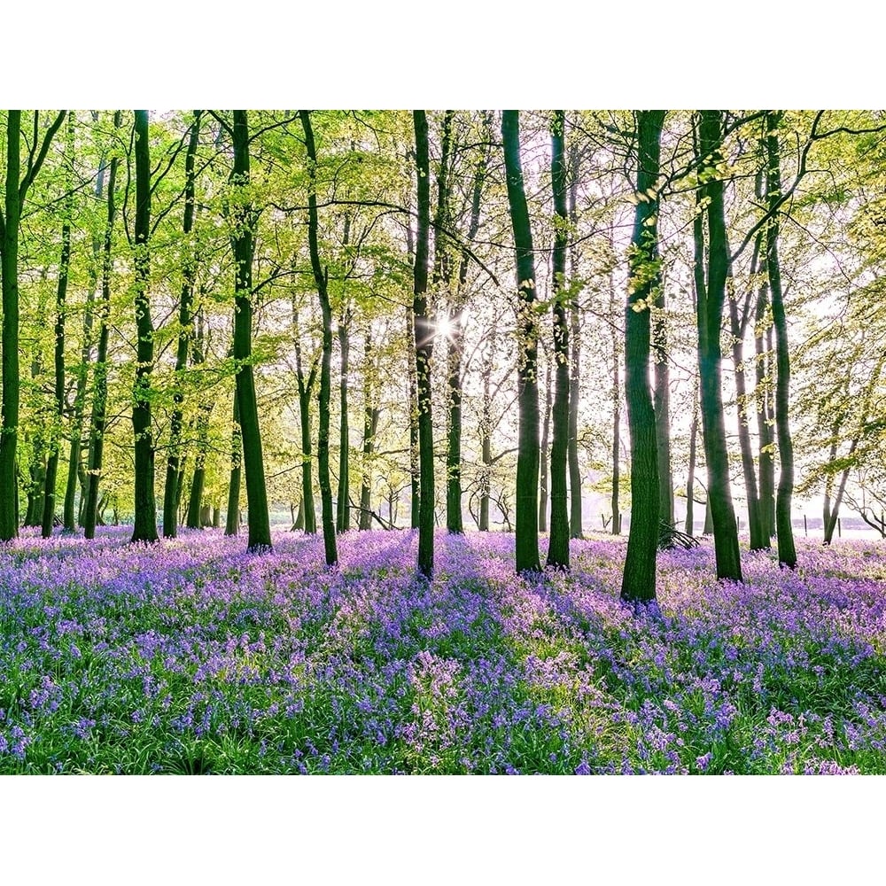 Bluebells covering forest floor by Assaf Frank-VARPDXAF20110424053 Image 1