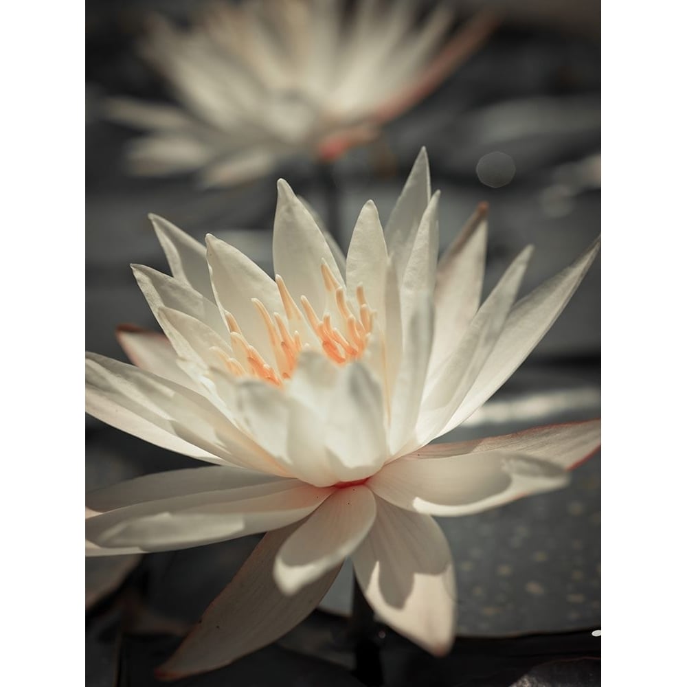 Water Lily by Assaf Frank-VARPDXAF20110508099C02 Image 1