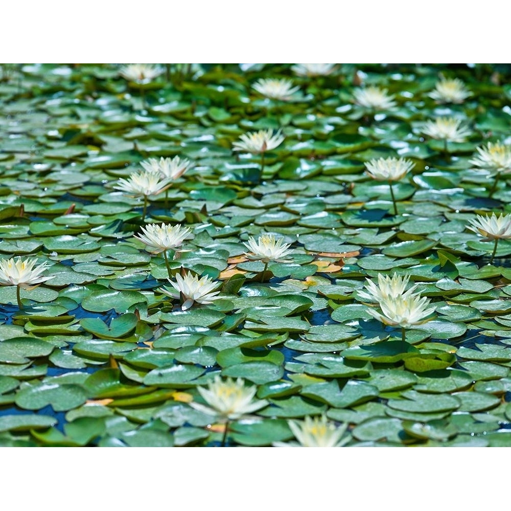 Water Lilies by Assaf Frank-VARPDXAF20110508093 Image 1