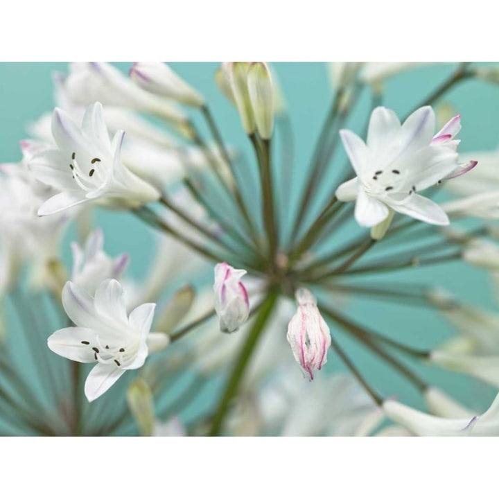 African Lily Poster Print by Assaf Frank-VARPDXAF20110731151 Image 1