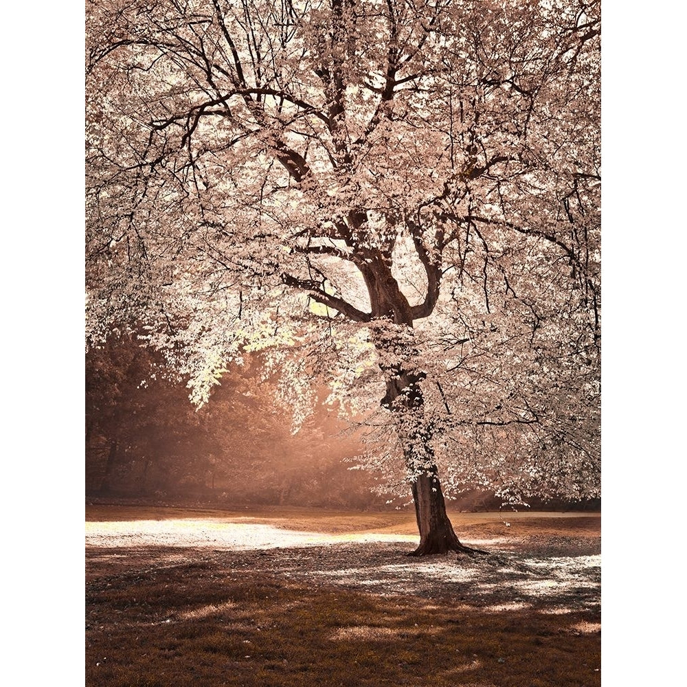 Autumn tree in sunlight by Assaf Frank-VARPDXAF20111028042C02 Image 1