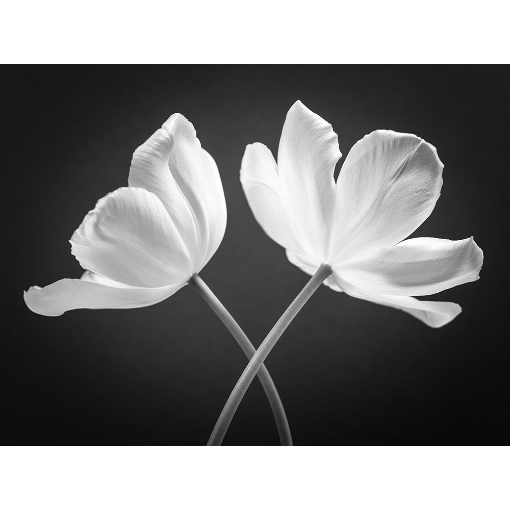 Two Tulip flowers crossed FTBR-1822 Poster Print by Assaf Frank-VARPDXAF20120427615C01 Image 1