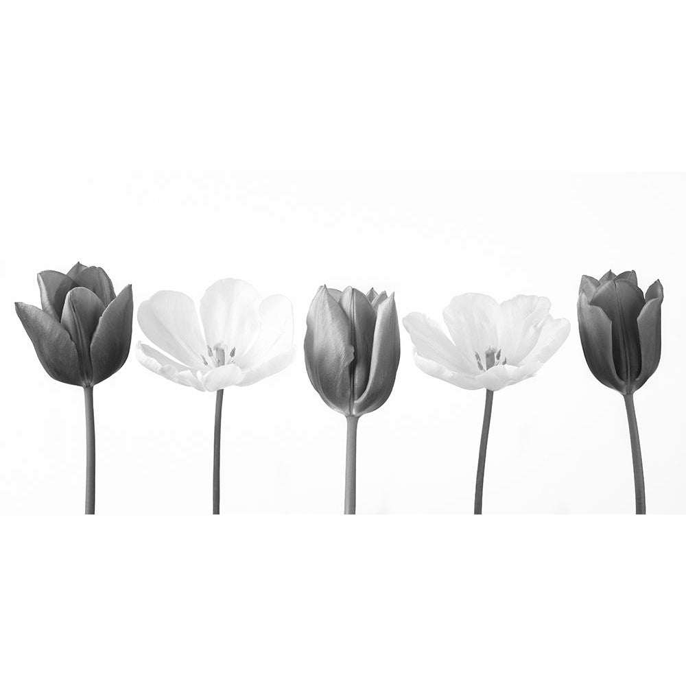 Five tulips in a row FTBR-1842 Poster Print by Assaf Frank-VARPDXAF20120424355C03 Image 1