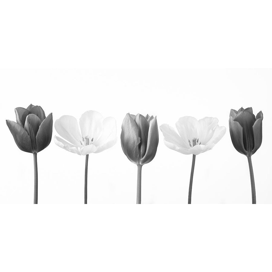 Five tulips in a row FTBR-1842 Poster Print by Assaf Frank-VARPDXAF20120424355C03 Image 1