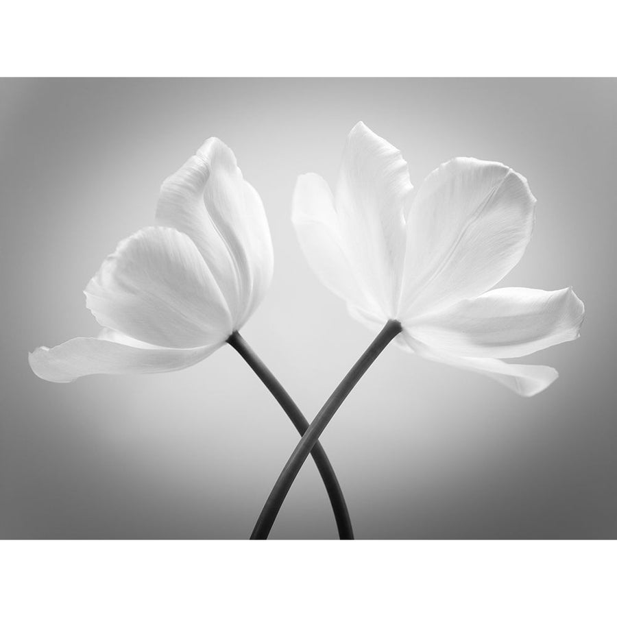 Two Tulip flowers crossed FTBR-1821 Poster Print by Assaf Frank-VARPDXAF20120427611C01 Image 1