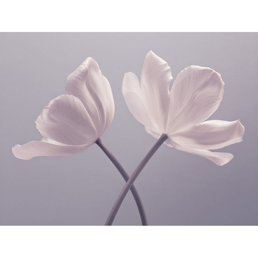 Two Tulip flowers Poster Print by Assaf Frank-VARPDXAF20120427620C01 Image 1