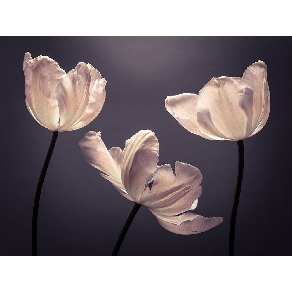 Three Tulips FTBR-1824 Poster Print by Assaf Frank-VARPDXAF20120509197C06 Image 1