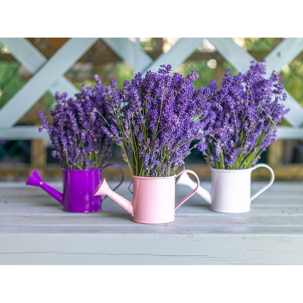 Watering cans with Lavender flowers Poster Print by Assaf Frank-VARPDXAF20130708023 Image 1