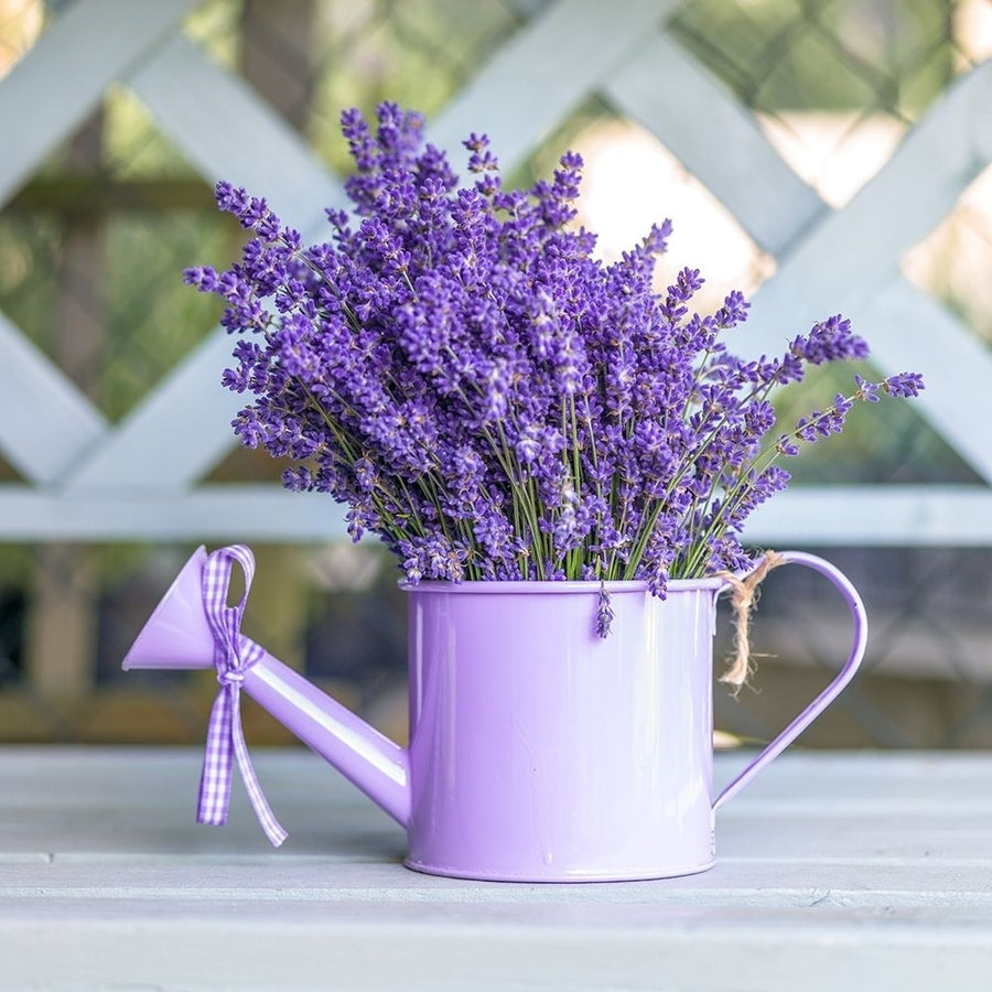 Watering can with Lavender flowers Poster Print by Assaf Frank-VARPDXAF20130708037C01 Image 1