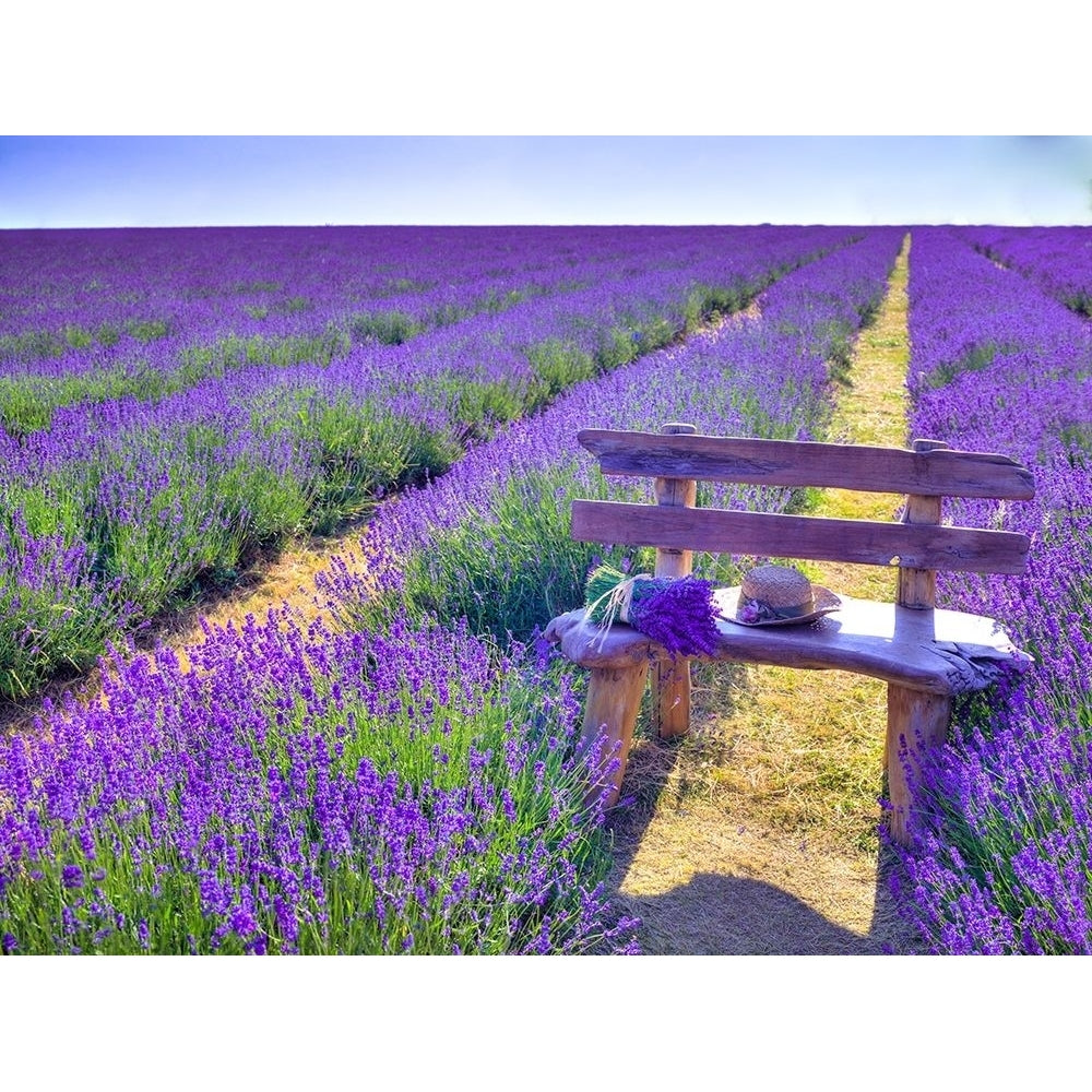 Bench in Lavender field Poster Print by Assaf Frank-VARPDXAF20130708049X Image 1