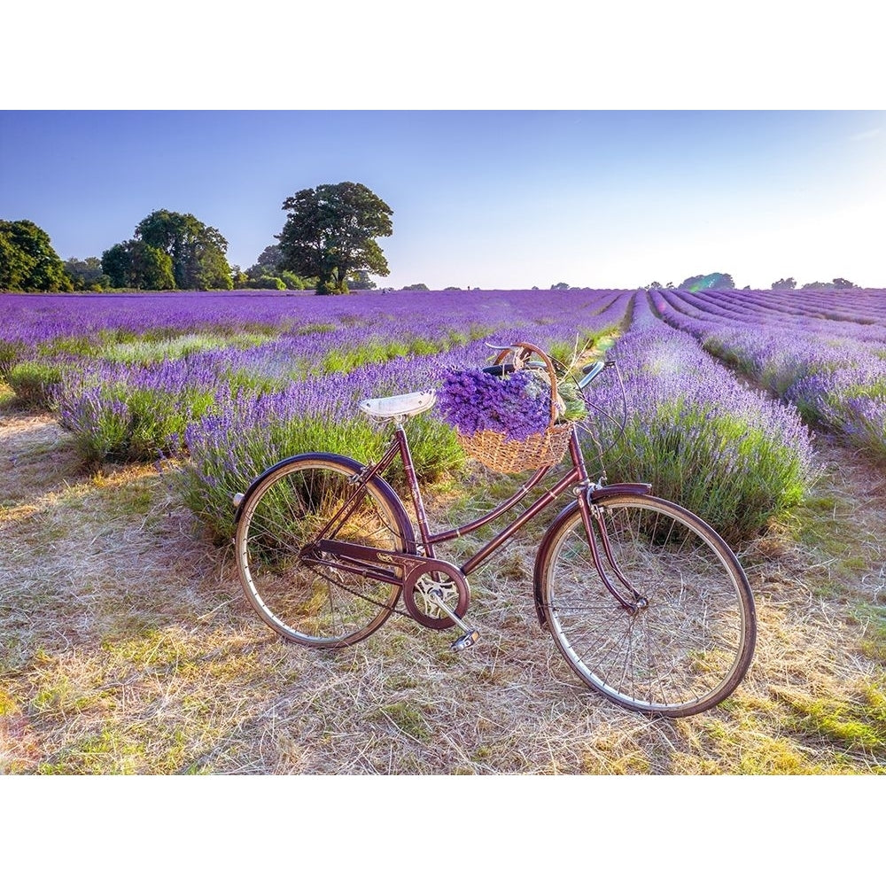 Bicycle with flowers in a Lavender field Poster Print by Assaf Frank-VARPDXAF20130708173 Image 1