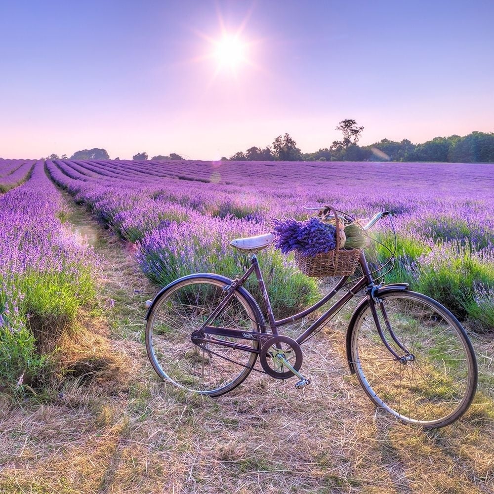 Bicycle with flowers in a Lavender field Poster Print by Assaf Frank-VARPDXAF20130708162XC01 Image 1