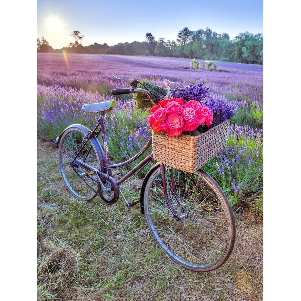 Bicycle with flowers in a Lavender field Poster Print by Assaf Frank-VARPDXAF20130708232X Image 1