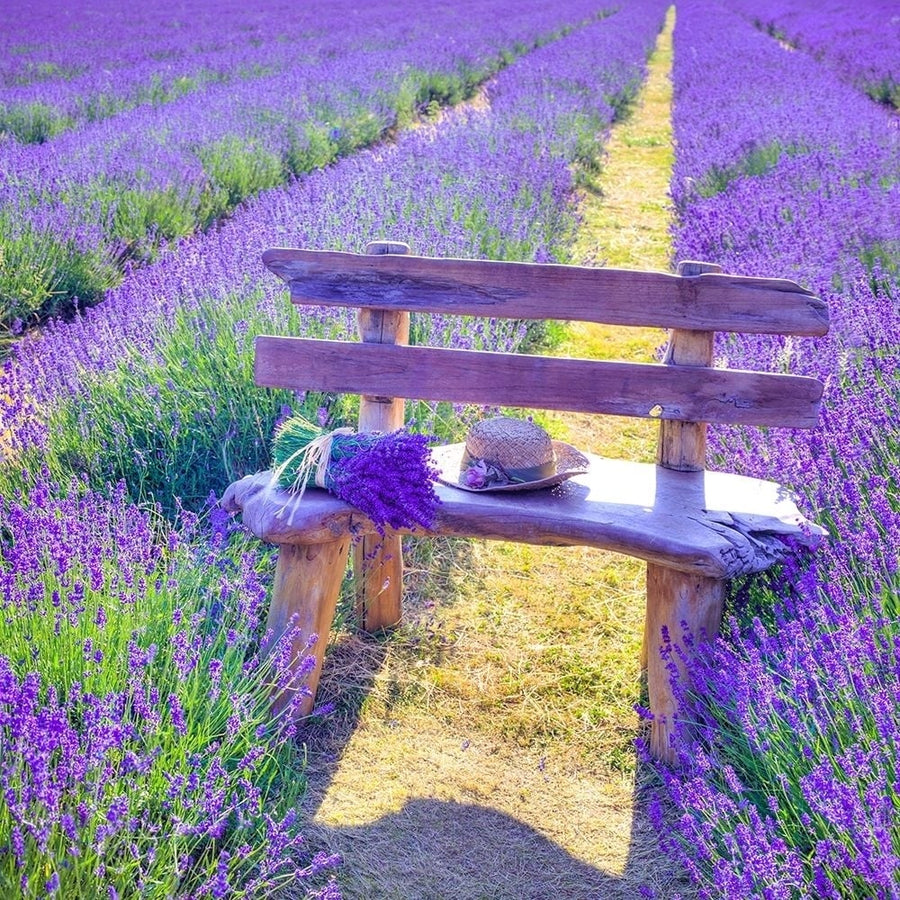 Bench in Lavender field Poster Print by Assaf Frank-VARPDXAF20130708049XC01 Image 1