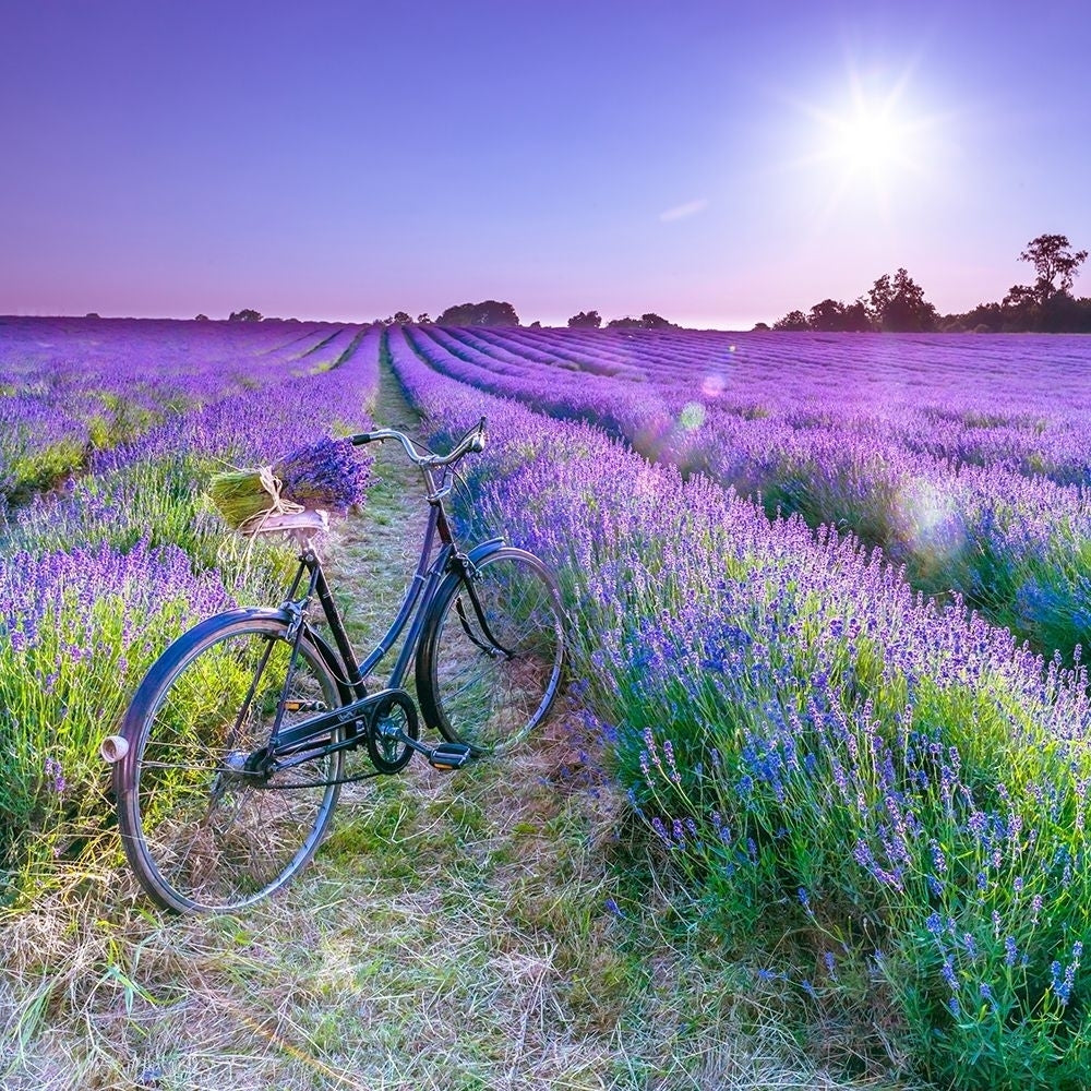 Bicycle with flowers in a Lavender field Poster Print by Assaf Frank-VARPDXAF20130708200C01 Image 1