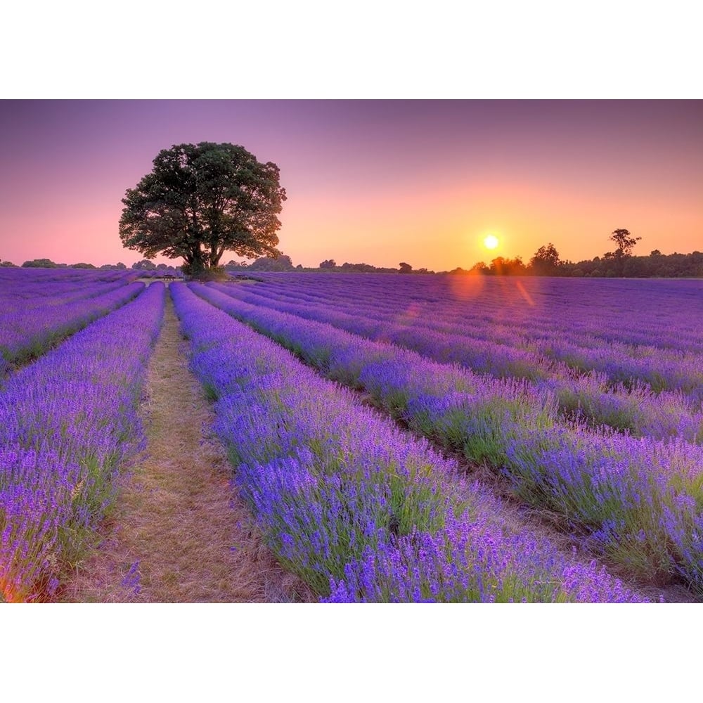 Lavender field at sunset Poster Print by Assaf Frank-VARPDXAF20130708273X Image 1