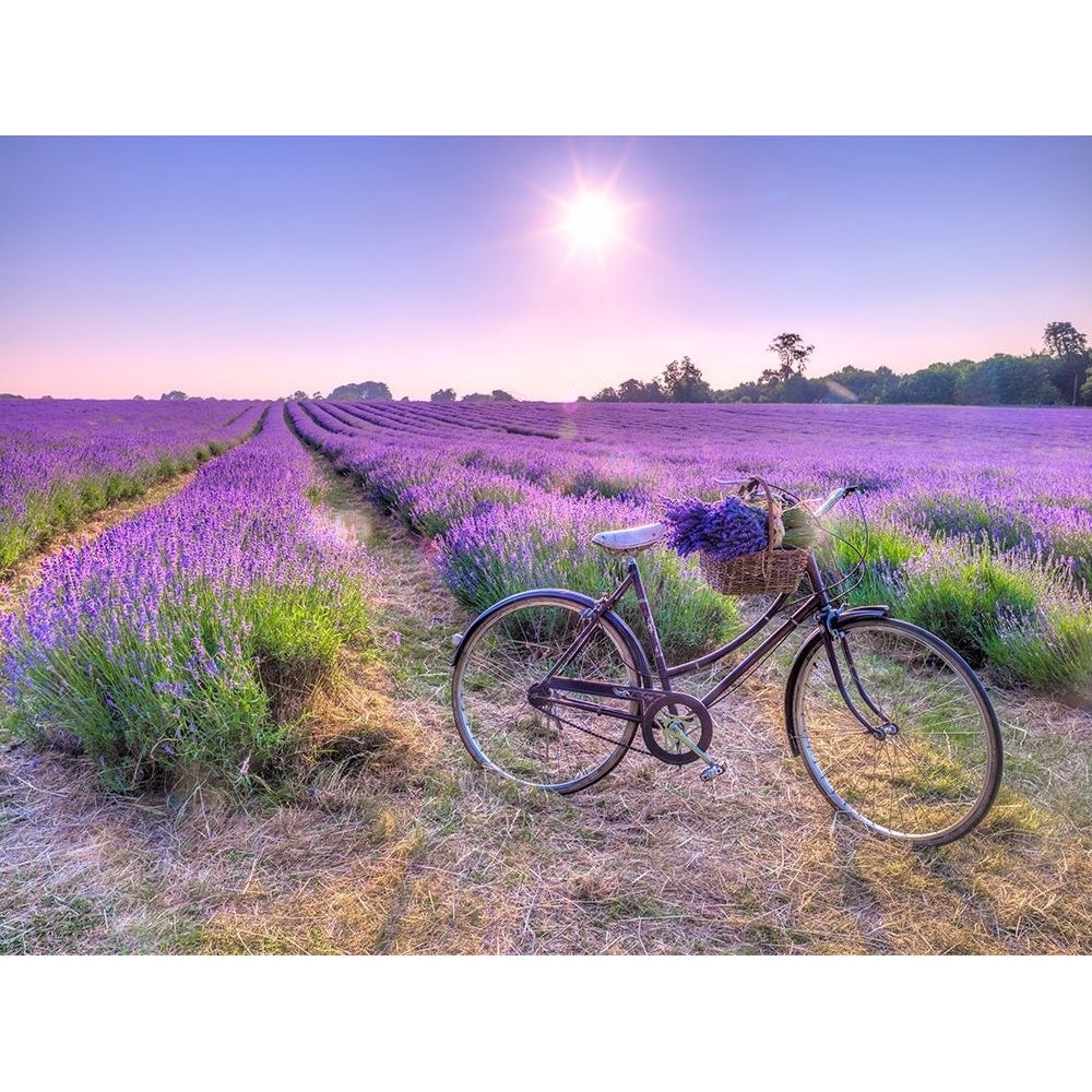 Bicycle with flowers in a Lavender field Poster Print by Assaf Frank-VARPDXAF20130708162X Image 1