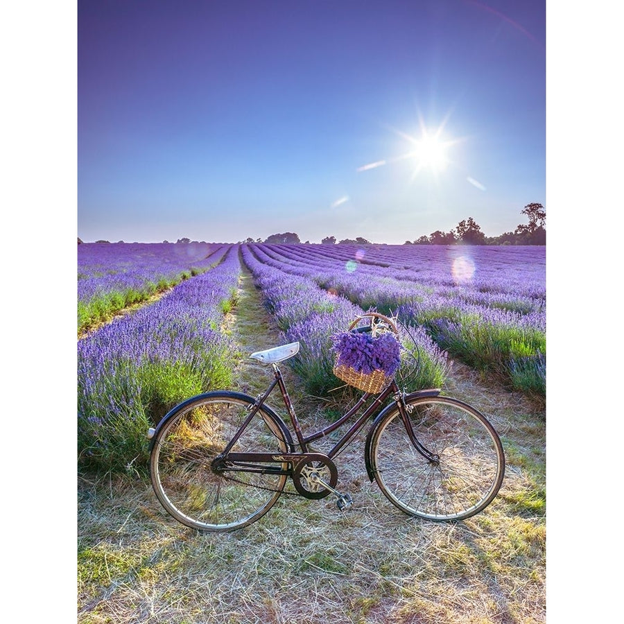 Bicycle with flowers in a Lavender field Poster Print by Assaf Frank-VARPDXAF20130708181 Image 1