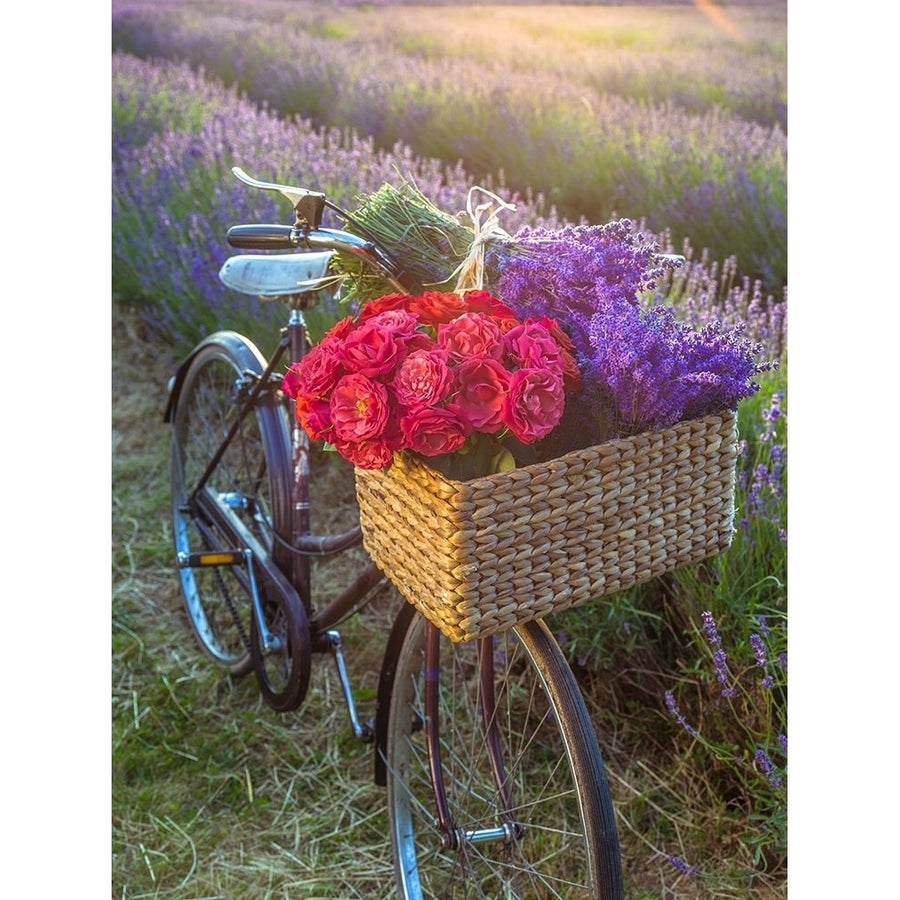 Basket of flowers on a bicycle Poster Print by Assaf Frank-VARPDXAF20130708243 Image 1