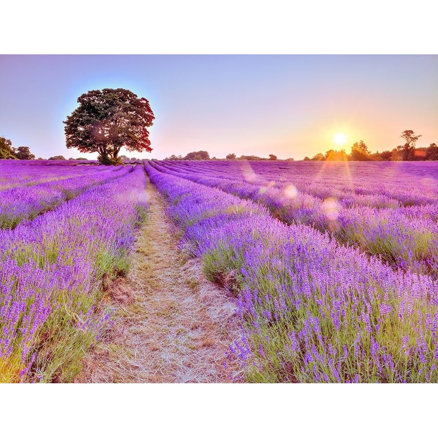 Lavender field at sunset by Assaf Frank-VARPDXAF20130708266X Image 1