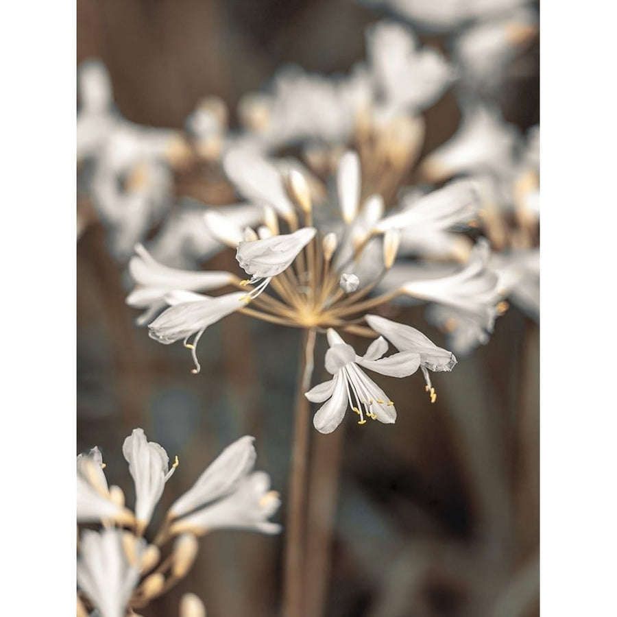 African Lilies by Assaf Frank-VARPDXAF20130928084C01 Image 1