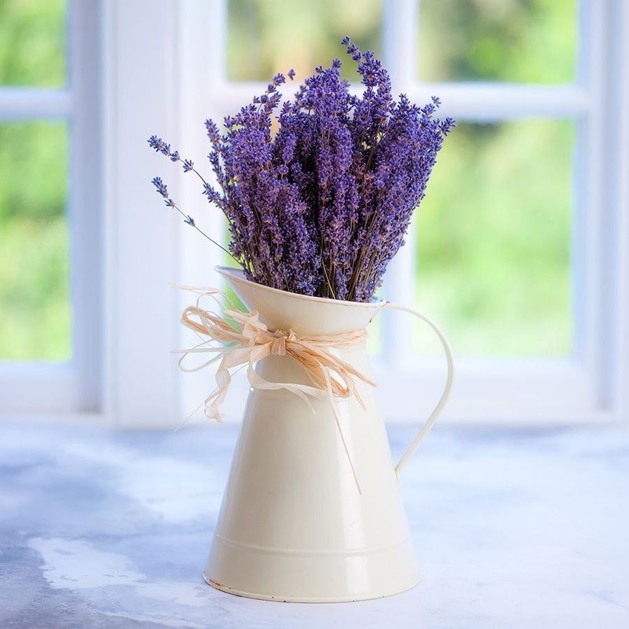 Bunch of lavender in antique jug by the window - Indoors Poster Print by Assaf Frank-VARPDXAF20131008015 Image 1