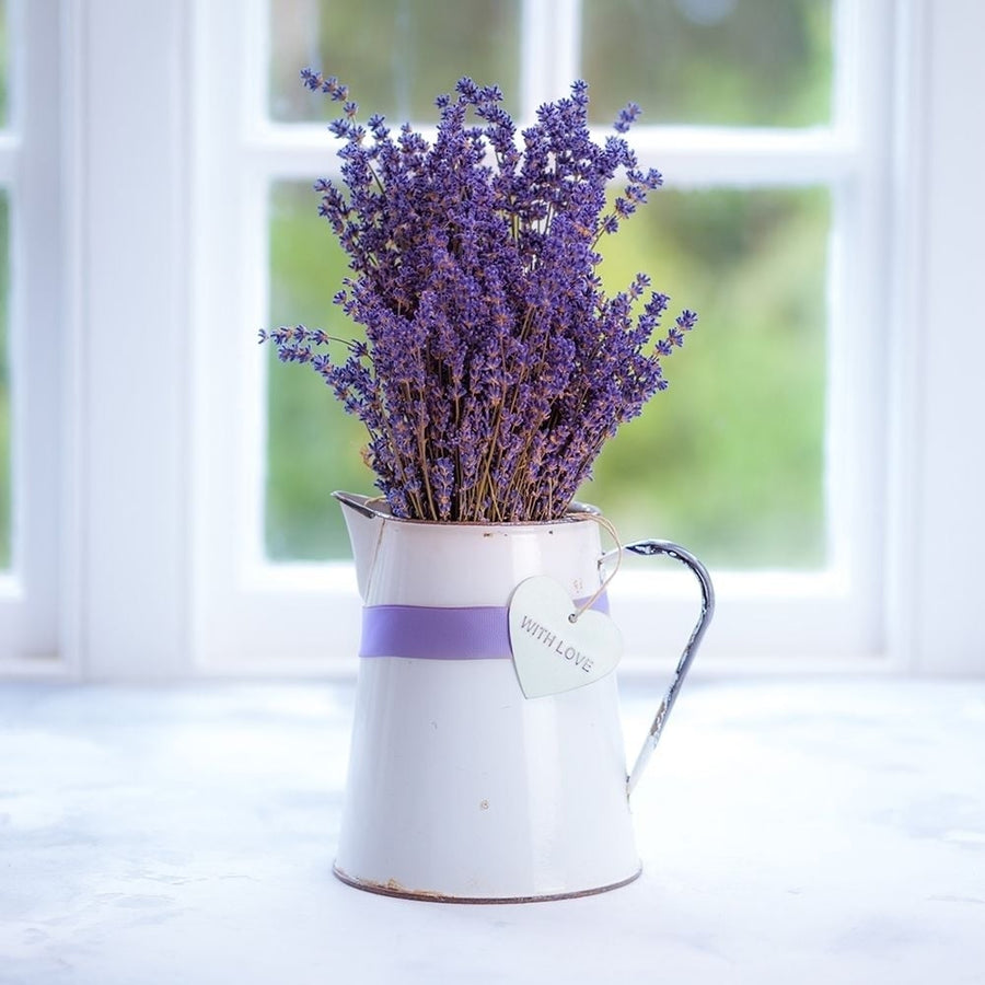 Bunch of lavender in antique jug by the window - Indoors Poster Print by Assaf Frank-VARPDXAF20131008052 Image 1