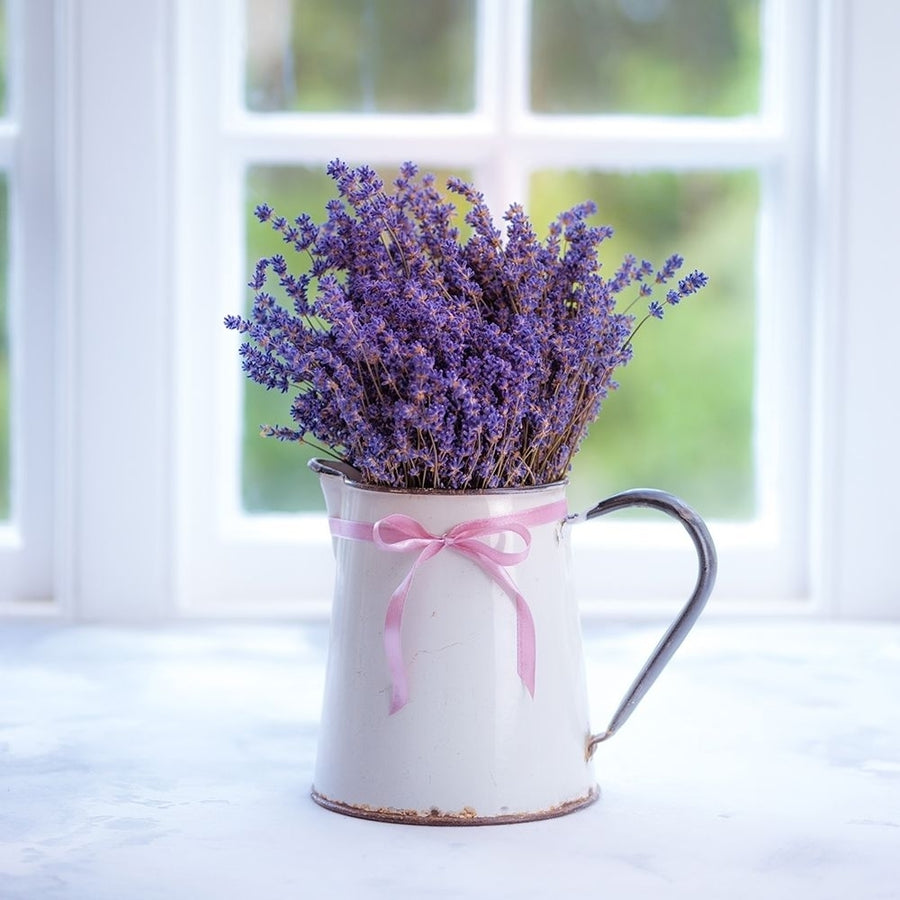 Bunch of lavender in antique jug by the window - Indoors Poster Print by Assaf Frank-VARPDXAF20131008050 Image 1