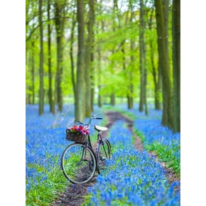 Bicycle in spring forest Poster Print by Assaf Frank-VARPDXAF20140427069 Image 1