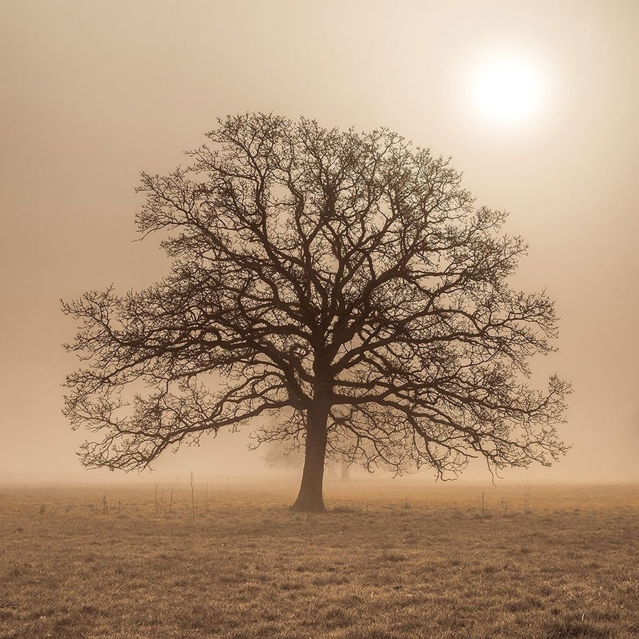 Trees in grass fields by Assaf Frank-VARPDXAF20140313095C06 Image 1