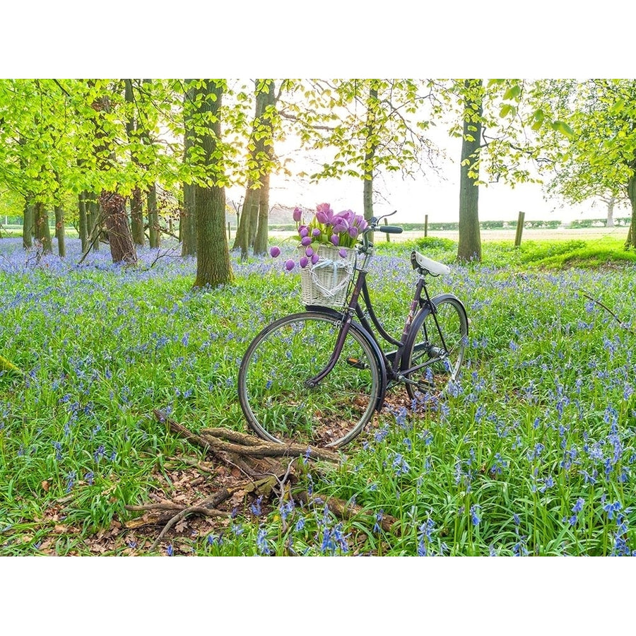 Bicycle in spring forest with bunch of flowers Poster Print by Assaf Frank-VARPDXAF20140427013 Image 1