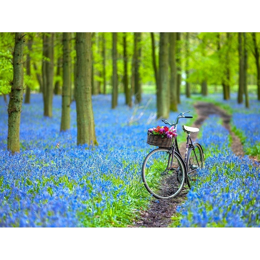 Bicycle in spring forest by Assaf Frank-VARPDXAF20140427074G Image 1