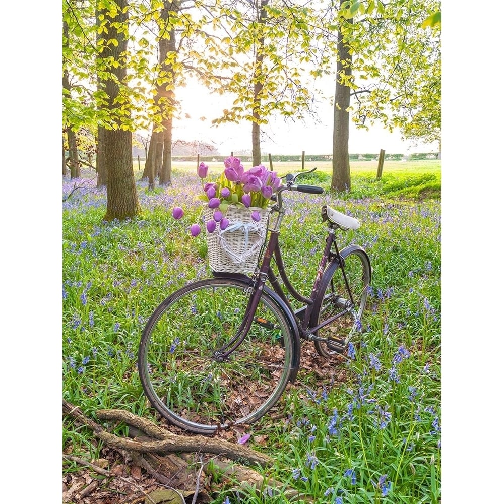 Bicycle in spring forest with bunch of flowers Poster Print by Assaf Frank-VARPDXAF20140427012 Image 1