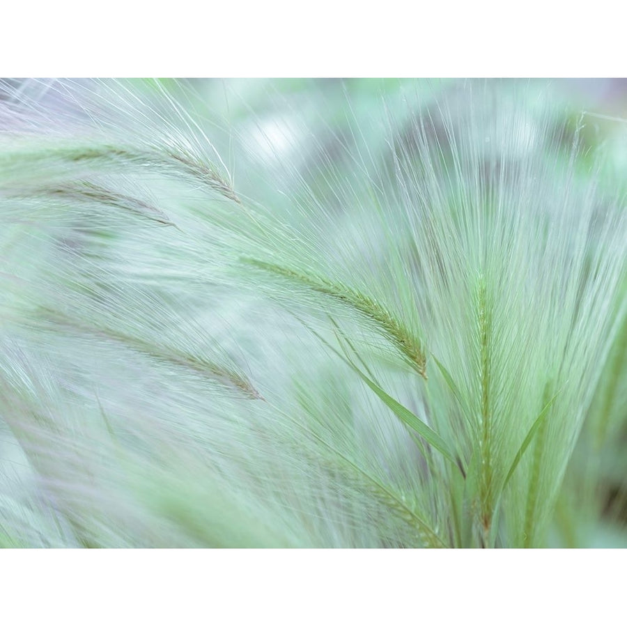 Wild grass Foxtail Barley by Assaf Frank-VARPDXAF20140710031 Image 1