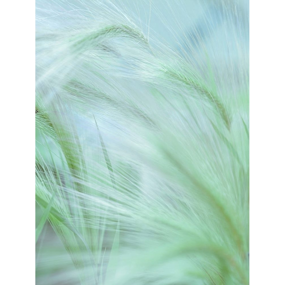 Wild grass Foxtail Barley by Assaf Frank-VARPDXAF20140710033 Image 1