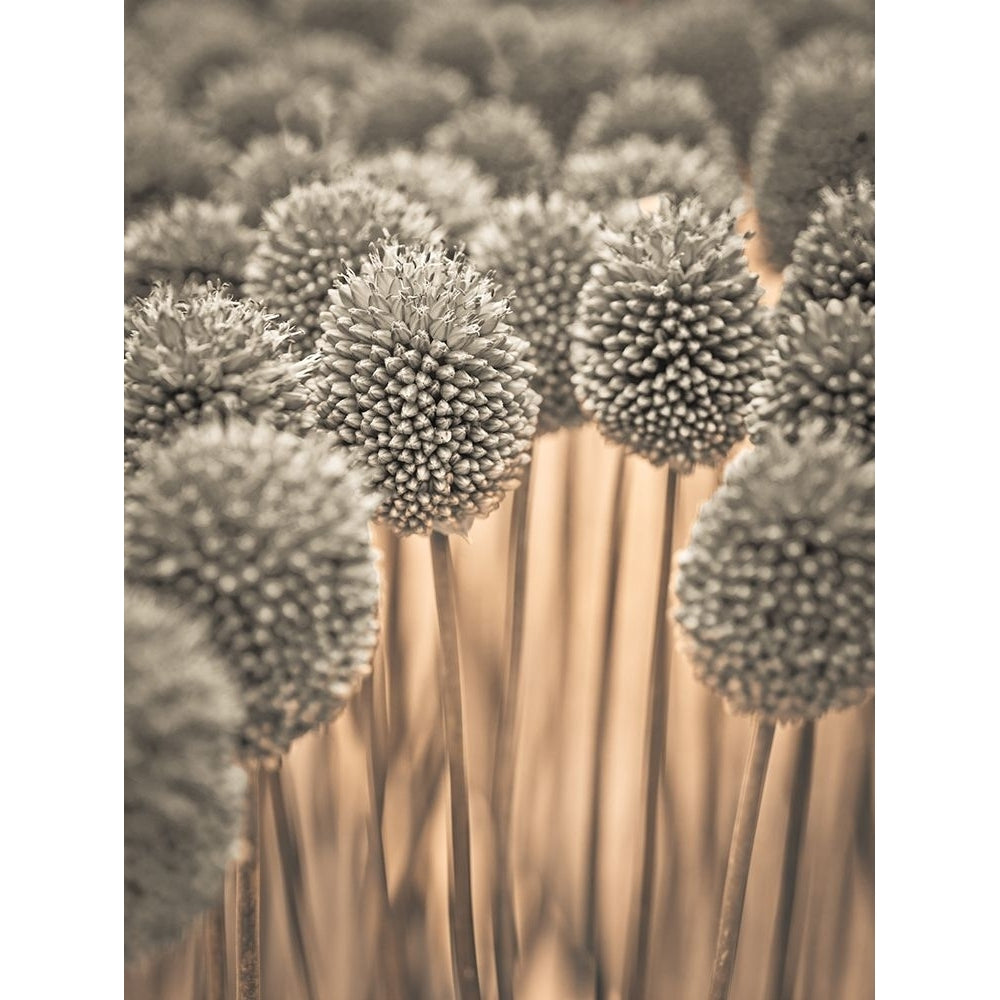 Allium flowers Poster Print by Assaf Frank-VARPDXAF20140710088C02 Image 1