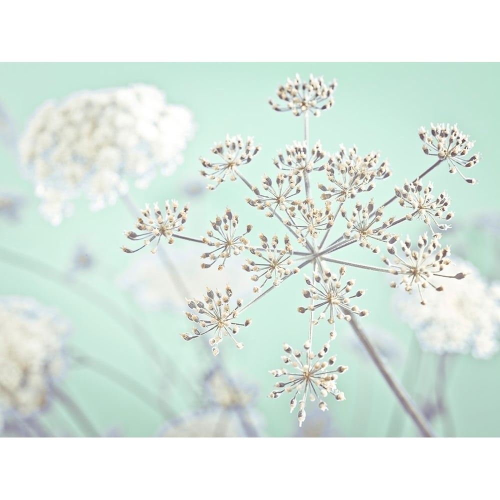 Cow parsley flower by Assaf Frank-VARPDXAF20140724040C01G Image 1