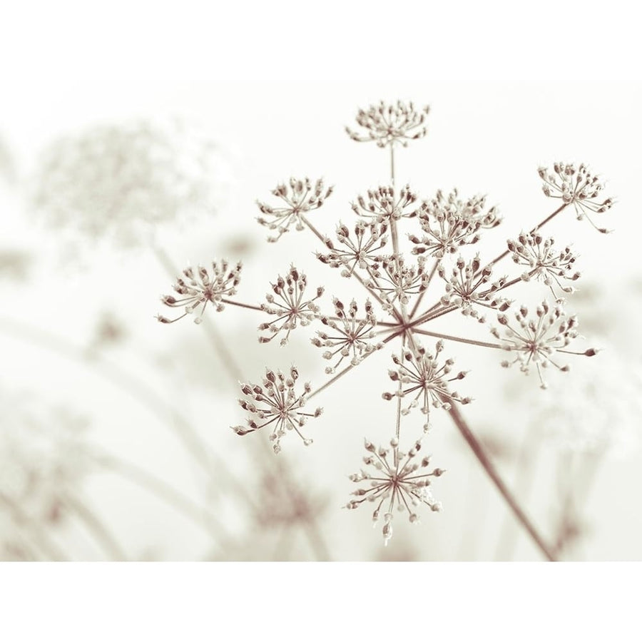 Cow parsley flower by Assaf Frank-VARPDXAF20140724034G Image 1