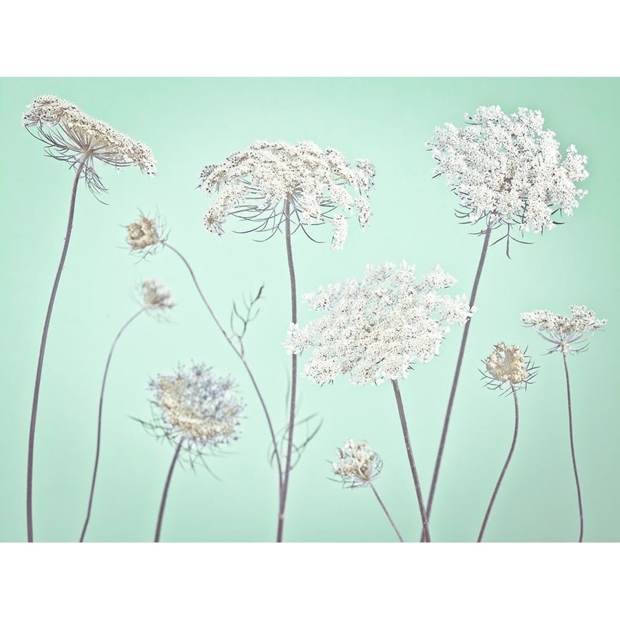 Cow parsley flowers by Assaf Frank-VARPDXAF20140724059C01G Image 1