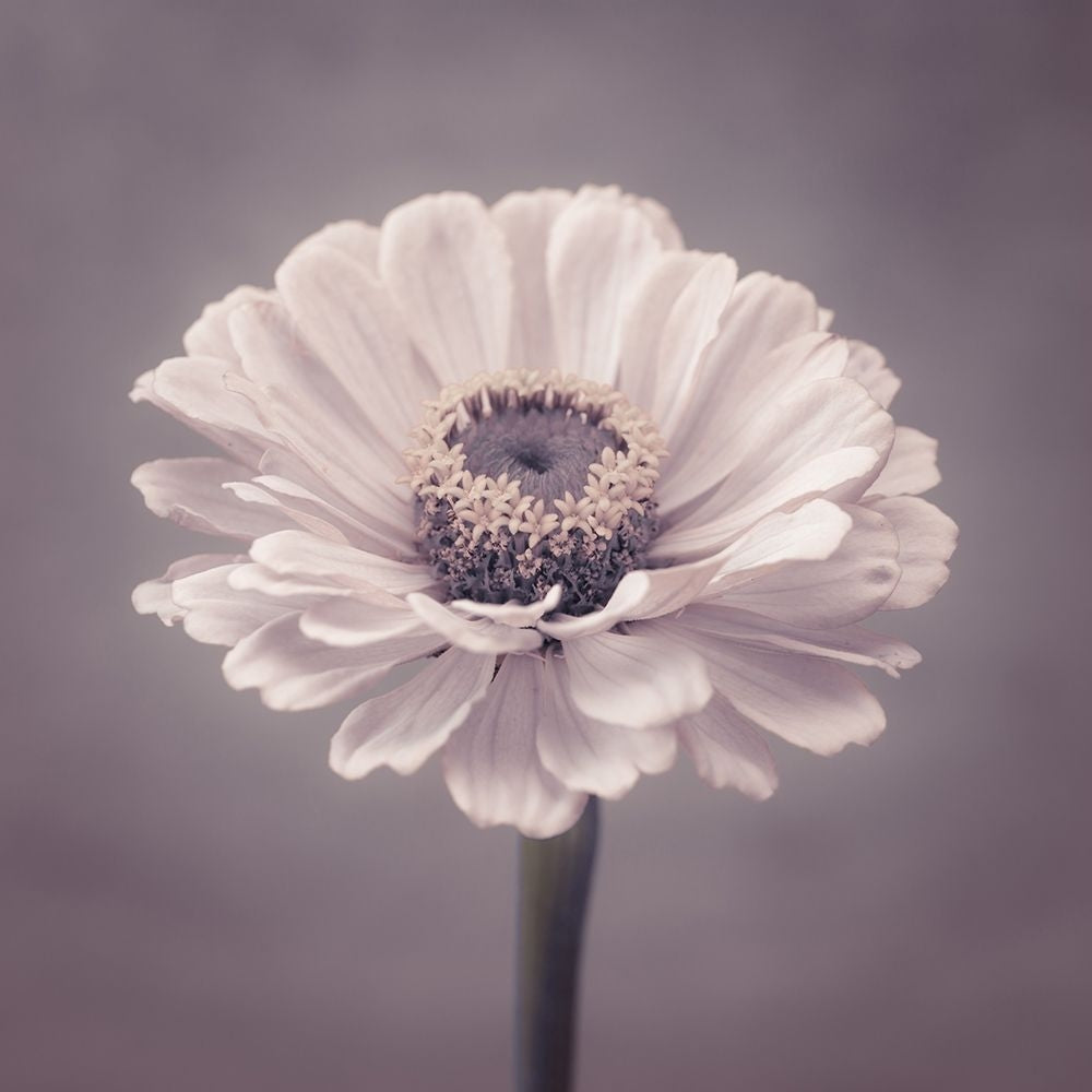 Zinnia flower Poster Print by Assaf Frank-VARPDXAF20140804294C01 Image 1