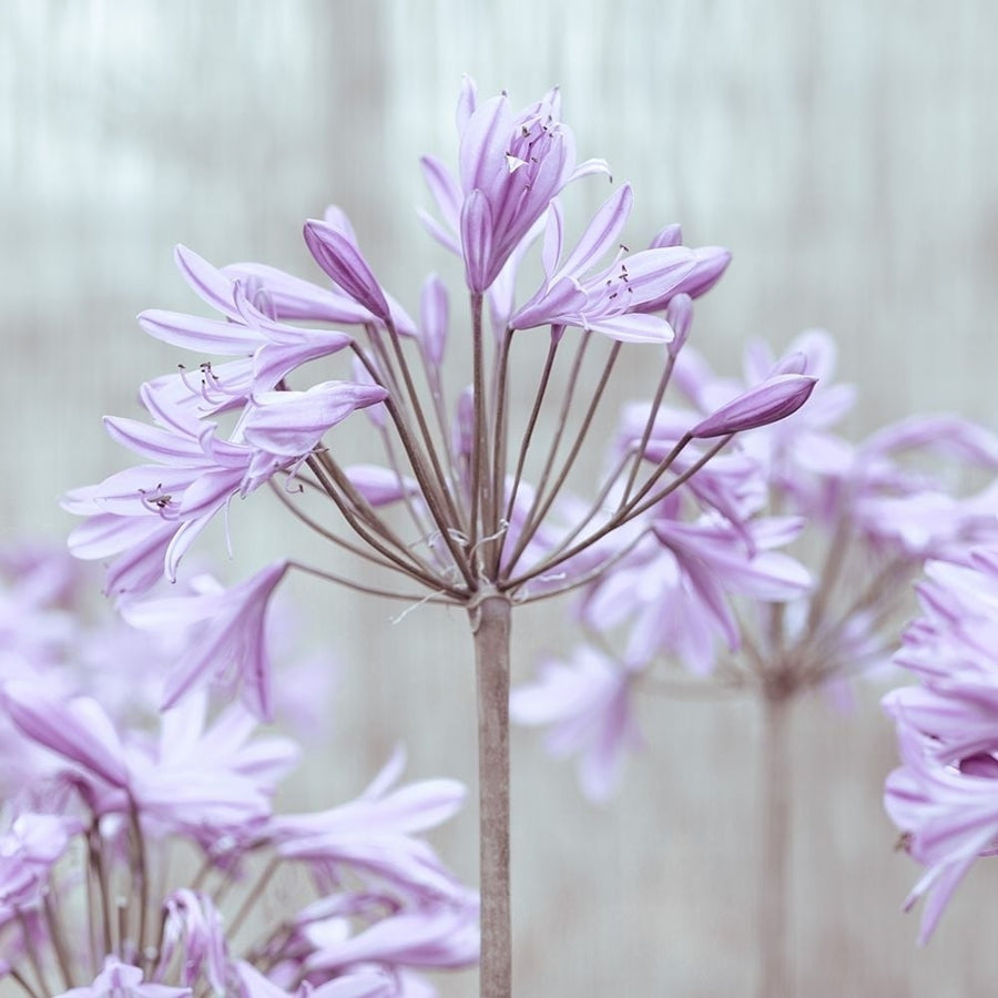 African Lilies Poster Print by Assaf Frank-VARPDXAF20140710028C03 Image 1