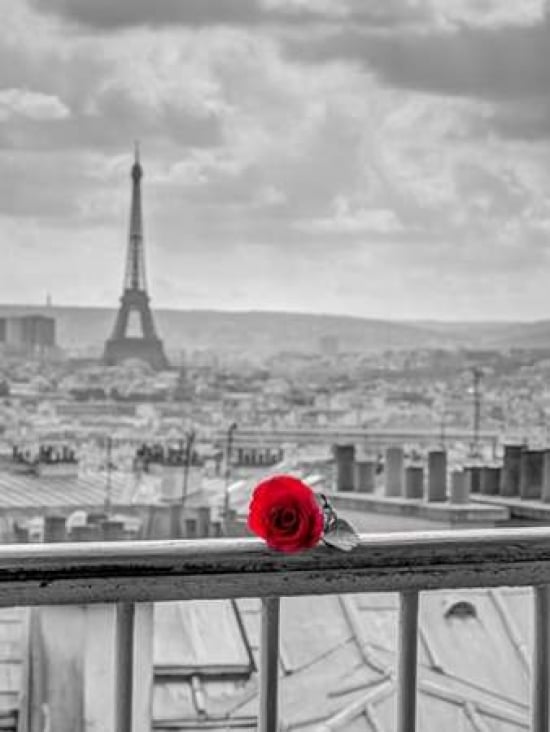 Rose on balcony railing with Eiffel Tower in background Paris France Poster Print by Assaf Frank-VARPDXAF20140921864XC02 Image 1