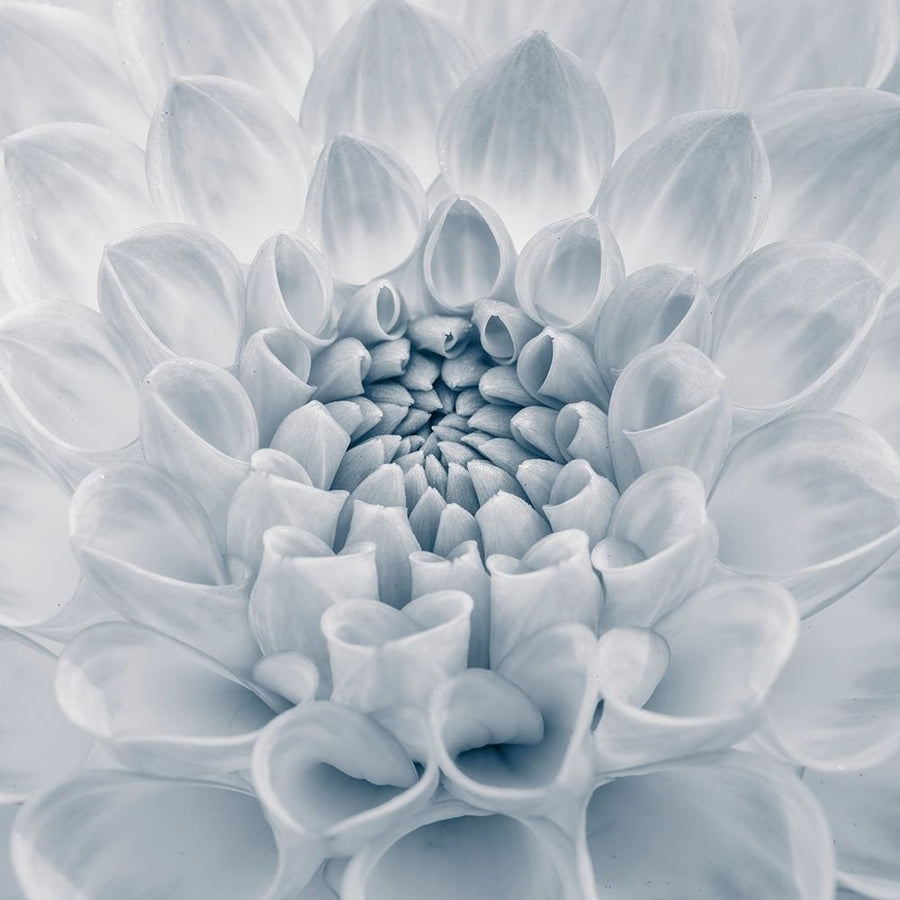 Dahlia flower close-up Poster Print - Assaf Frank-VARPDXAF20140927021C01 Image 1