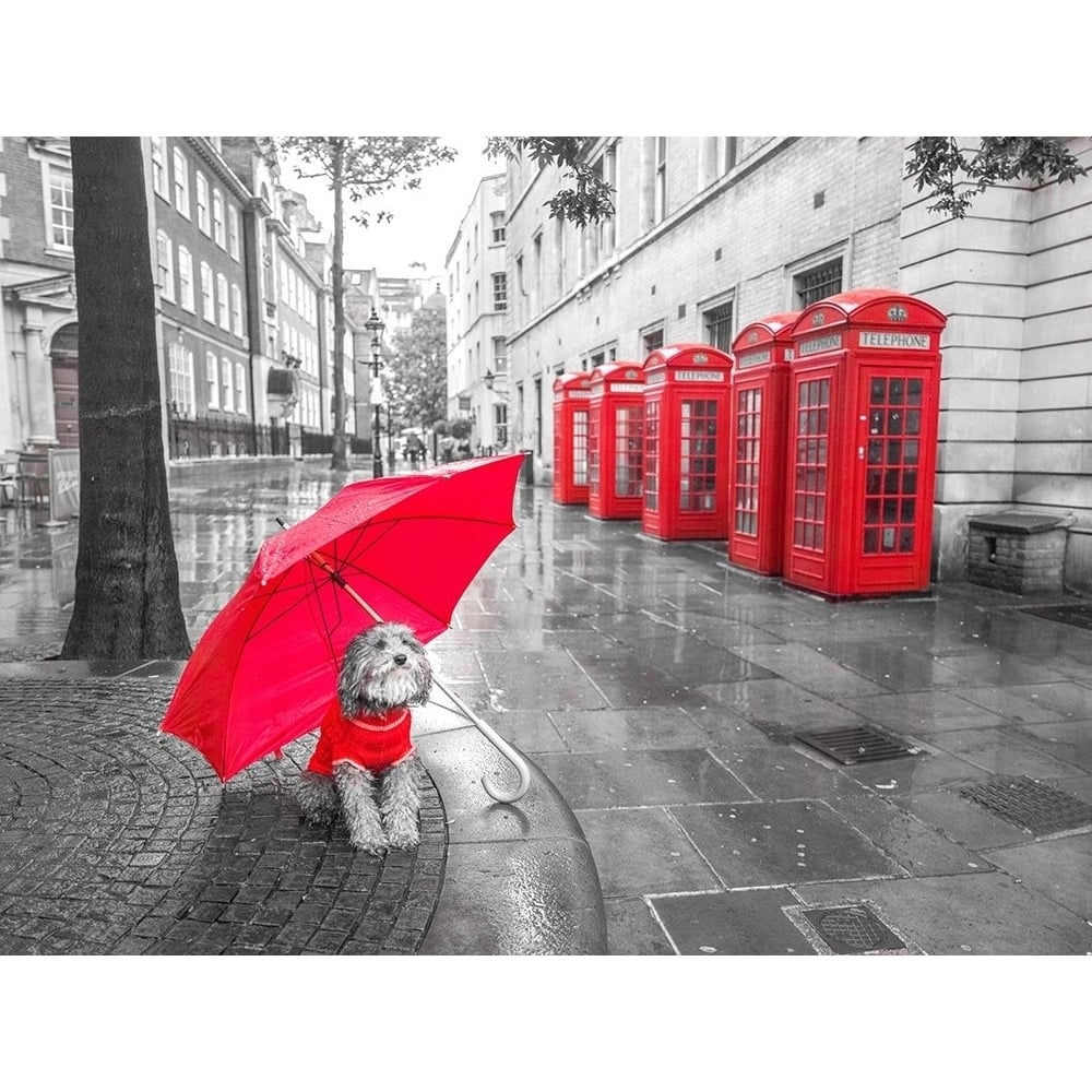 Dog with umbrella in London by Assaf Frank-VARPDXAF20150916015C02 Image 1