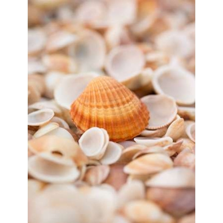 Sea shells on the beach Poster Print by Assaf Frank-VARPDXAF20151030033 Image 2