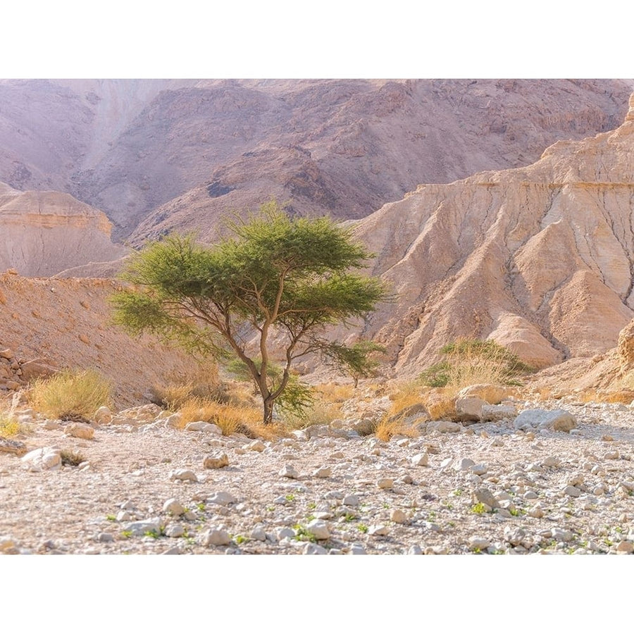 Negev Desert-Israel by Assaf Frank-VARPDXAF20151223330 Image 1