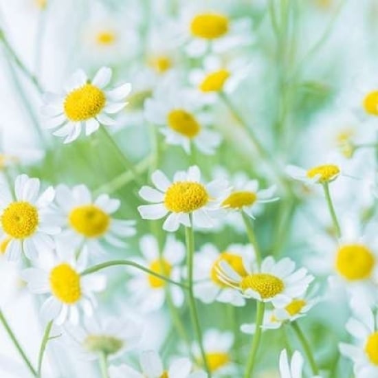 White Daisies in studio Poster Print by Assaf Frank-VARPDXAF20160205036C01 Image 1