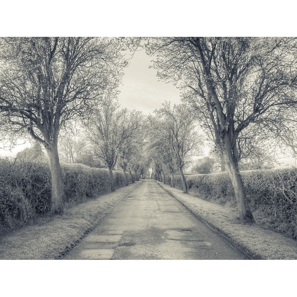 Road through trees FTBR-1911 Poster Print by Assaf Frank-VARPDXAF2016022418XC02 Image 1